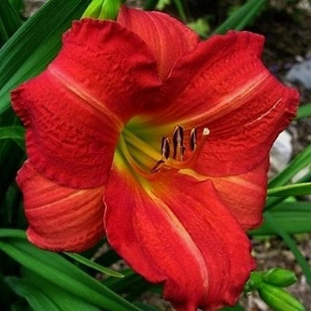 Лилейник гибридный Ред Рам
