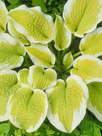 Хоста Delta Dawn