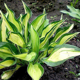 Хоста гибридная Лейксайд Литтл Тафт НАБОР 2ШТ (1+1)