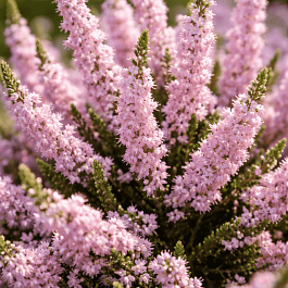 Вереск обыкновенный Radnor