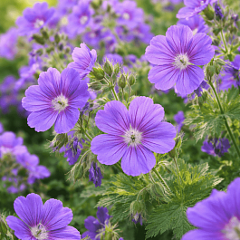 Герань гибридная Johnson's Blue