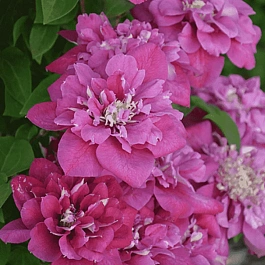 Клематис  Hot Kisses