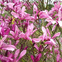 Магнолия Суланжа Сьюзан