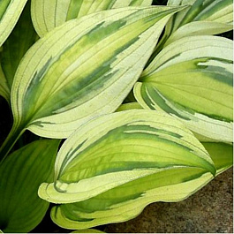 Хоста гибридная Кэптинз Эдвенчер