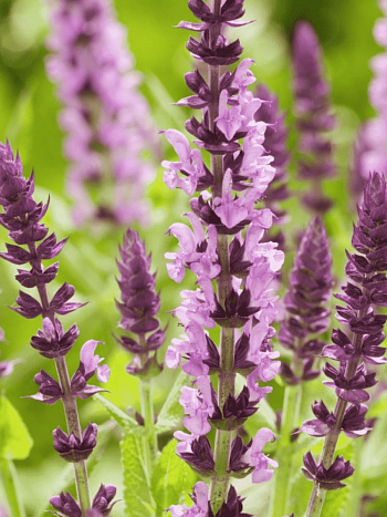 Шалфей дубравный Sensation Medium Pink