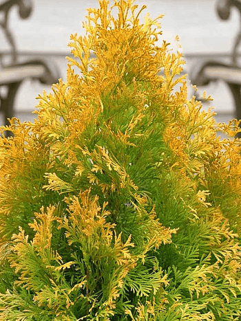 Туя западная Jane Gold