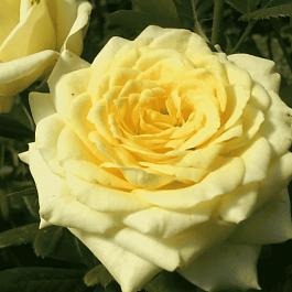 Роза чайно-гибридная Kronos