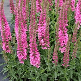 Вероника колосистая Heidekind