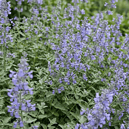 Котовник Фассена Chettle Blue