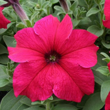 Петуния грандифлора Призм Дип Роуз