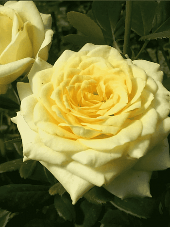 Роза чайно-гибридная Kronos