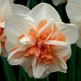 Нарцисс махровый Делнашо