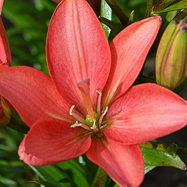 Лилия ЛА-гибрид Литтл Кисс