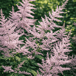 Астильба простолистная Hennie Graafland