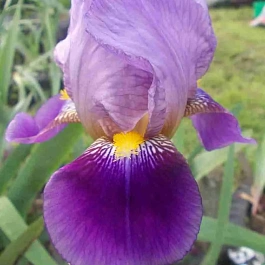 Ирис германский Lent a Williamson