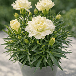 Гвоздика Super Trouper Elvia