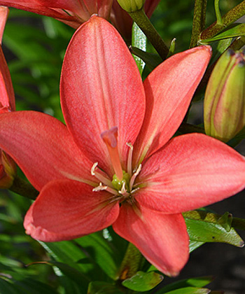 Лилия ЛА-гибрид Литтл Кисс