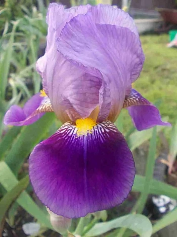 Ирис германский Lent a Williamson