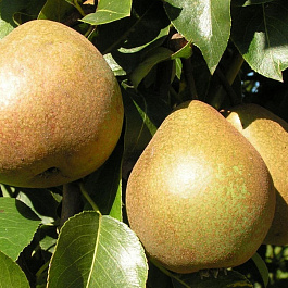 Груша плодовая Белорусская поздняя