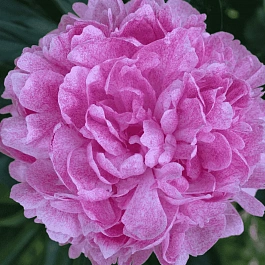 Пион Молочноцветковый The Fawn