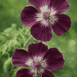 Герань красно-бурая Album