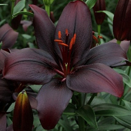 Лилия азиатская Блэк Чарм НАБОР 2ШТ (2+2) Лилия азиатская Блэк Чарм НАБОР 2ШТ (2+2)