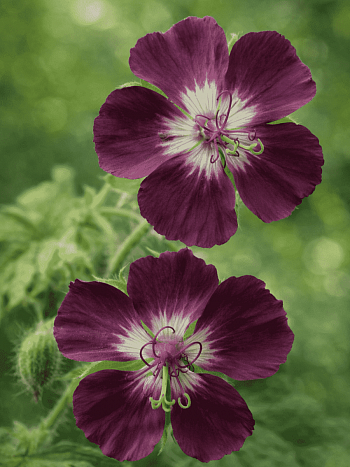 Герань красно-бурая Album