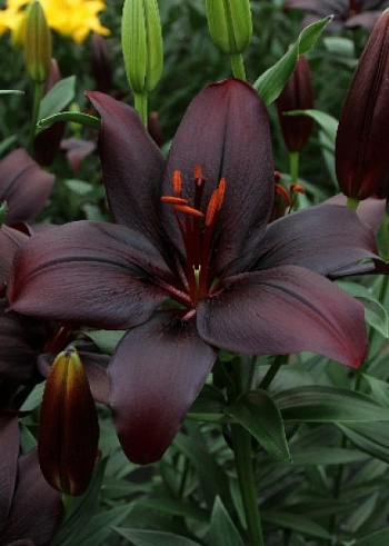 Лилия азиатская Блэк Чарм НАБОР 2ШТ (2+2) Лилия азиатская Блэк Чарм НАБОР 2ШТ (2+2)