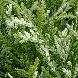 Туевик долотовидный Variegata