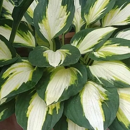 Хоста Color Festival