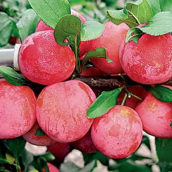 Слива Скороплодная