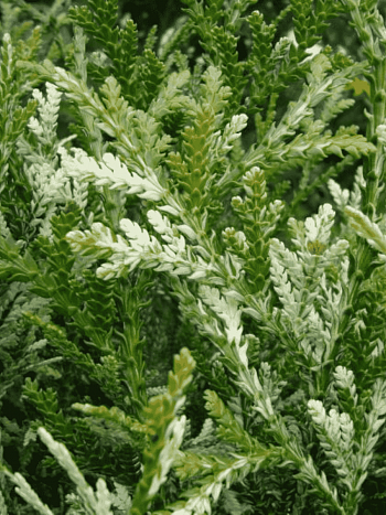 Туевик долотовидный Variegata