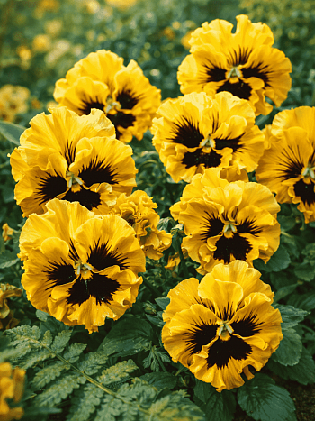 Виола RUFFLES Yellow