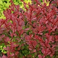 Барбарис Тунберга Barberry