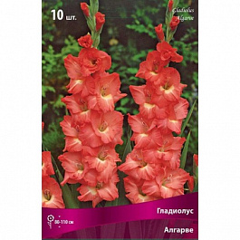 Гладиолус крупноцветковый Алгарве
