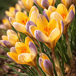 Крокус Ботанический Advance