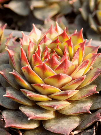 Молодило гибридное Ockerwurz