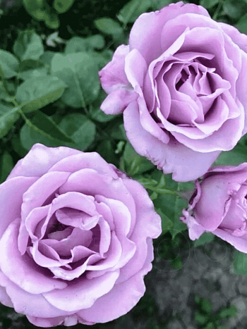 Роза чайно-гибридная Blue Sky Free