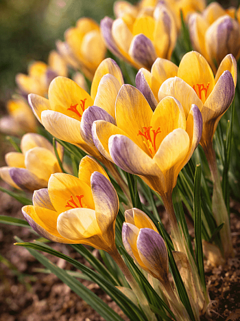 Крокус Ботанический Advance