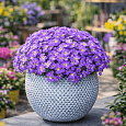 Аубриета Florado Blue Eye