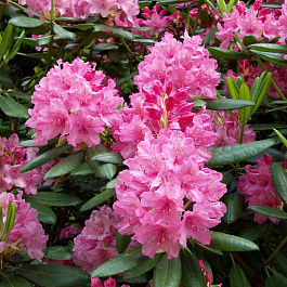 Рододендрон гибридный Гаага