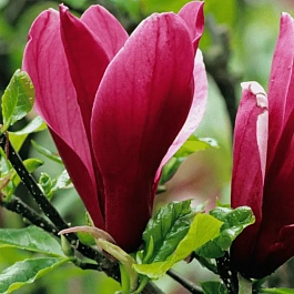 Магнолия лилиецветная Nigra