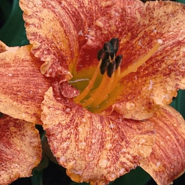 Лилейник Spacecoast Freaky Tiki