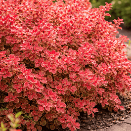 Барбарис Тунберга Coral