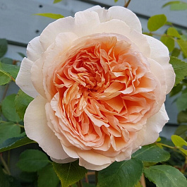 Роза английская парковая Батшеба