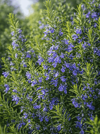 Розмарин Maresme Imp