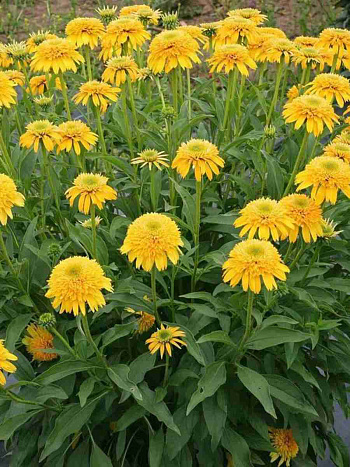 Эхинацея пурпурная Eccentric Yellow