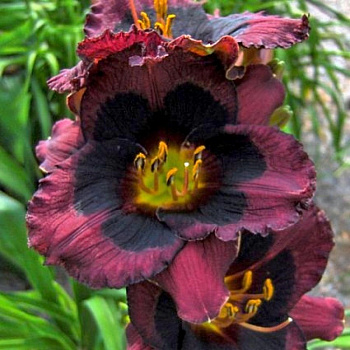 Лилейник гибридный Вупи