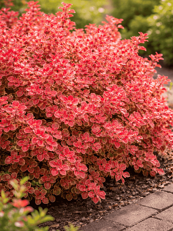 Барбарис Тунберга Coral