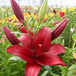 Лилия ЛА-гибрид Блэкберн